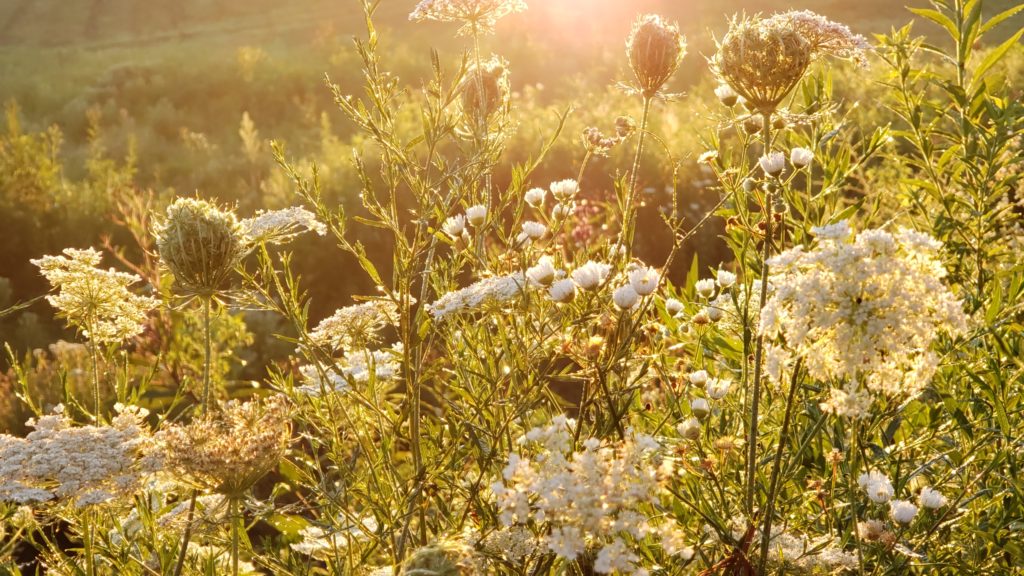 Queen Anne's lace in a bright morning sun