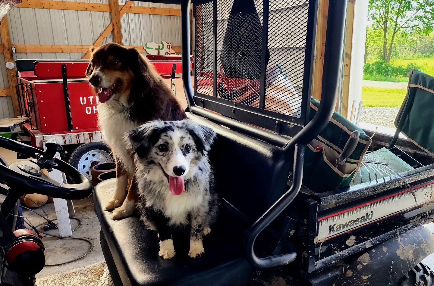 Open the barn door and they run to the Mule ready to work in the yard today. #thisisfoster #thisisgizmo